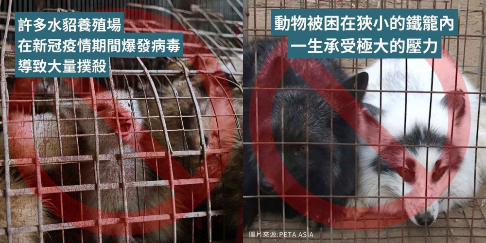 動物被困在狹小的鐵籠內，一生承受極大的壓力。