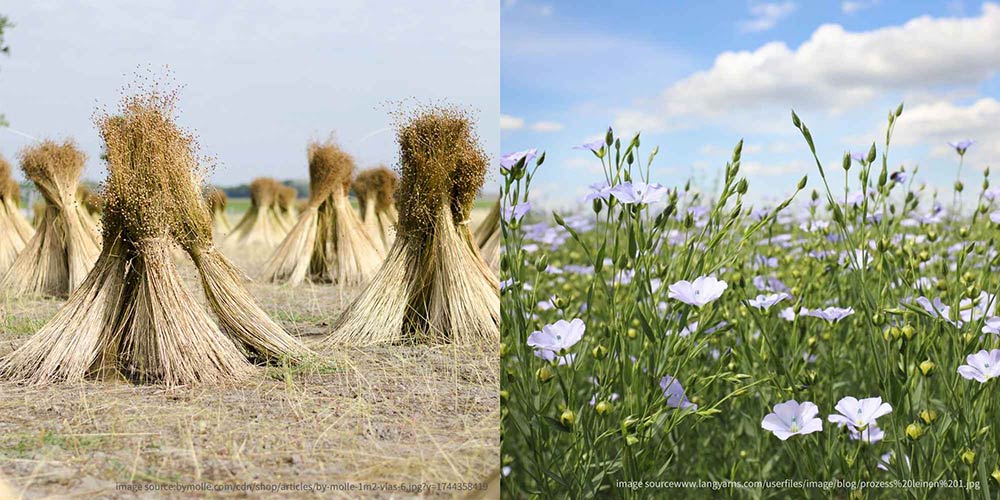 Linen fabric is primarily made from the natural plant fibers of flax (Linen) and ramie (Ramie).