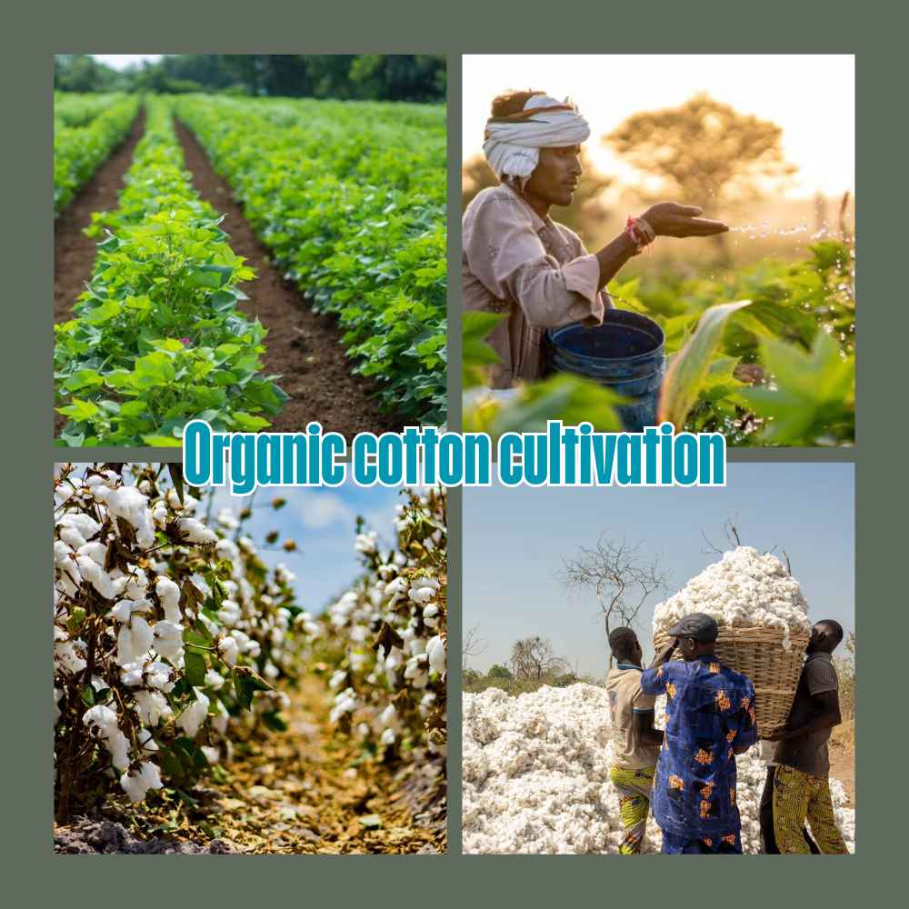 Organic Cotton: A Miracle of Coexistence Between Nature and Humanity