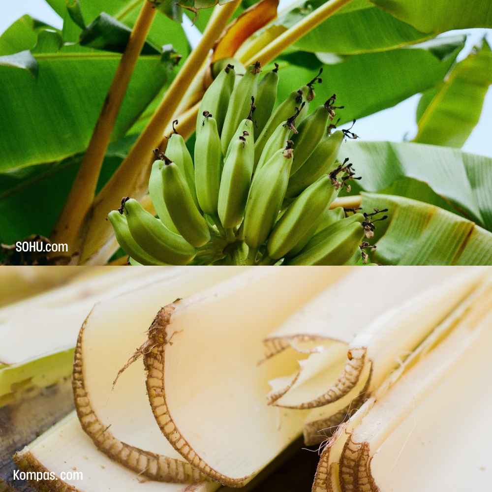 The banana pseudostem fibers are firm, fine-textured and strong, and highly absorbent, making them suitable for spinning and weaving into fabrics that are both lightweight and resilient. 