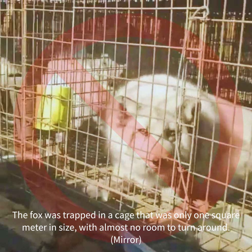 The fox was trapped in a cage that was only one square meter in size, with almost no room to turn around.