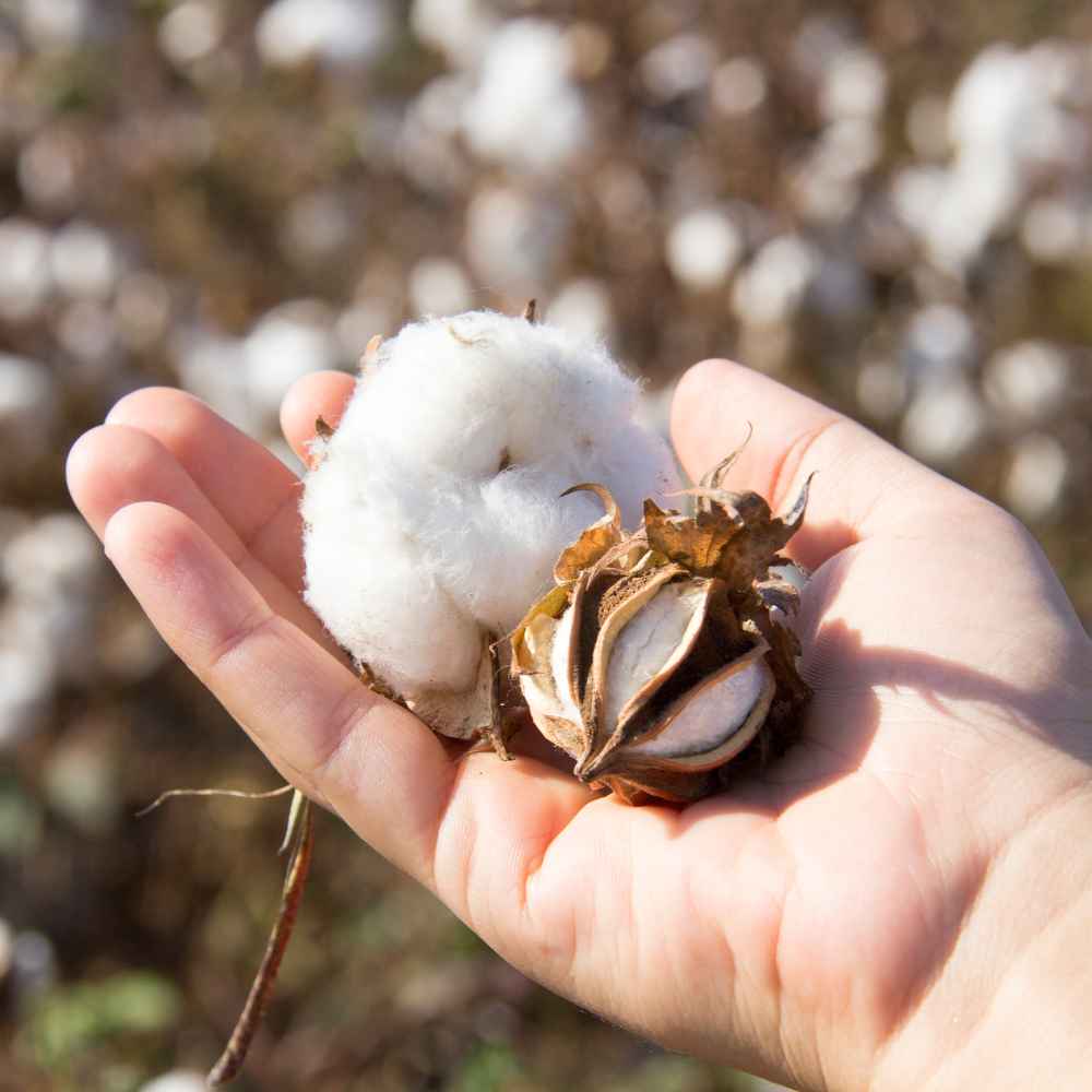 Cotton has become a gentle catalyst for global sustainable development.